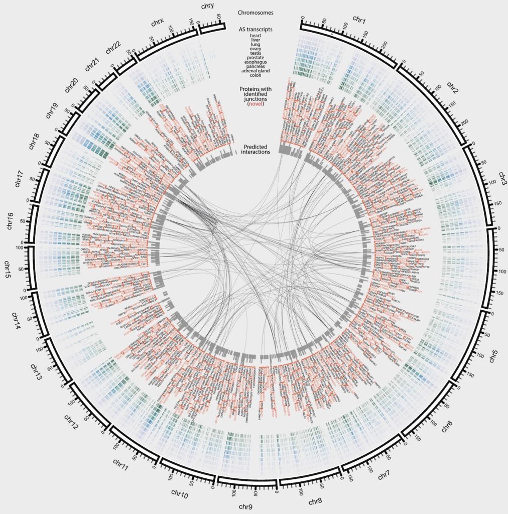 Lab receives 5-year R01 funding